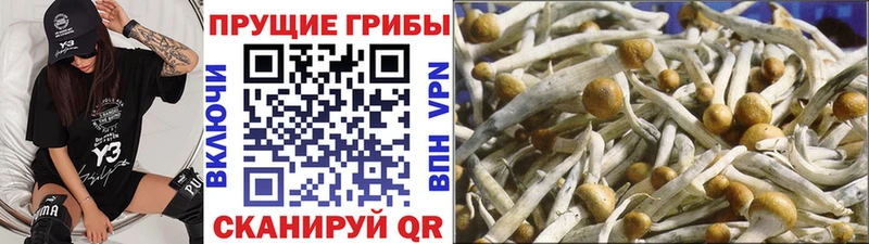 Псилоцибиновые грибы Cubensis  купить  сайты  Бийск 